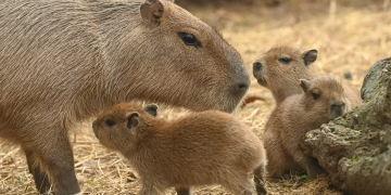 Capivara