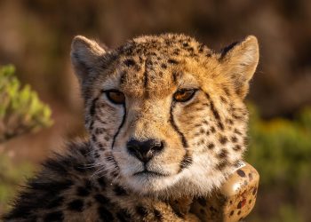 Imagem de Andreas Göllner por Pixabay