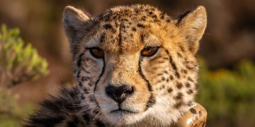 Imagem de Andreas Göllner por Pixabay