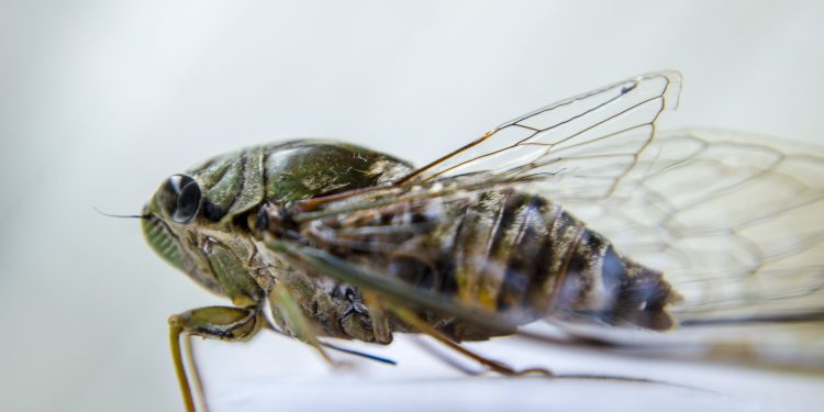 cigarra