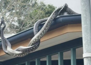 cobras pítons telhado austrália