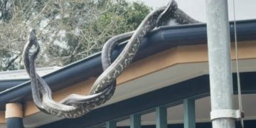 cobras pítons telhado austrália