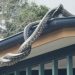 cobras pítons telhado austrália