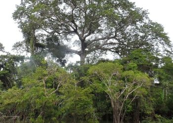 Sumaúma (Reprodução)