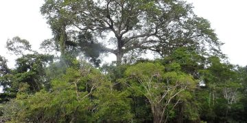 Sumaúma (Reprodução)