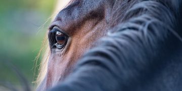 Imagem de wal_172619 por Pixabay