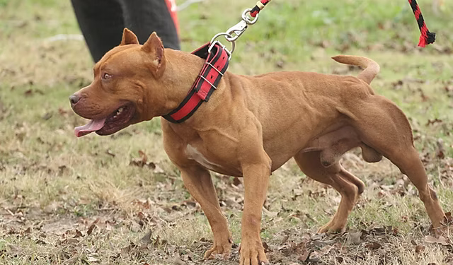 pitbull