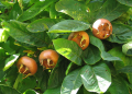 Nêspera fruta