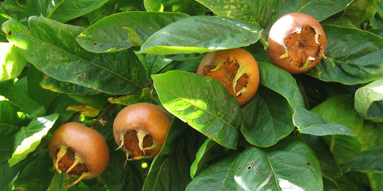 Nêspera fruta