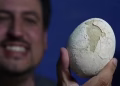 Pesquisador exibe ovo fossilizado (Foto: Reprodução/Redes sociais)
