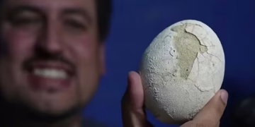 Pesquisador exibe ovo fossilizado (Foto: Reprodução/Redes sociais)