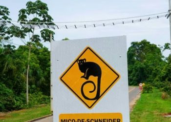 pontes para macacos