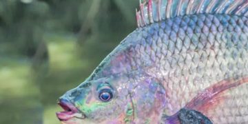 Imagem: Reprodução/Portal Gov