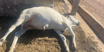 Foto: Arquivo pessoal/Enrico L. Ortolani