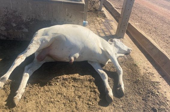 Foto: Arquivo pessoal/Enrico L. Ortolani