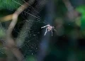 aranha