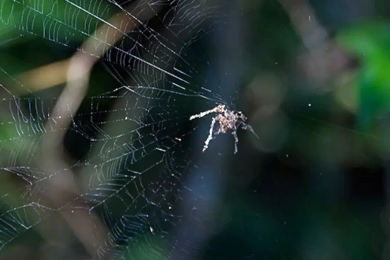 aranha