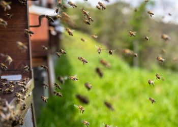 Imagem de xiSerge por Pixabay