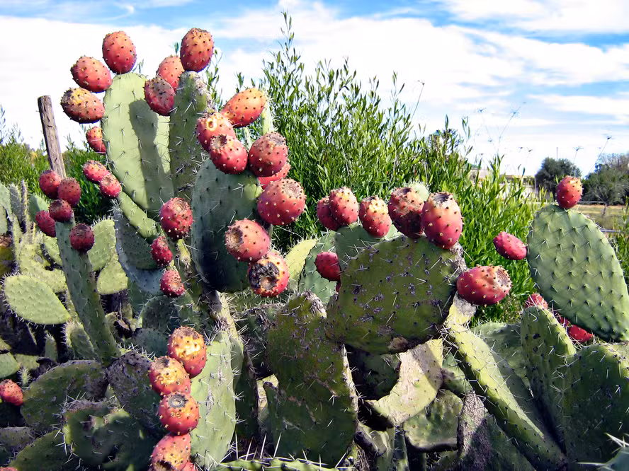 cacto figo-da-índia