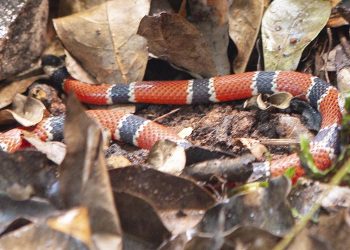 cobra coral verdadeira