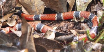 cobra coral verdadeira