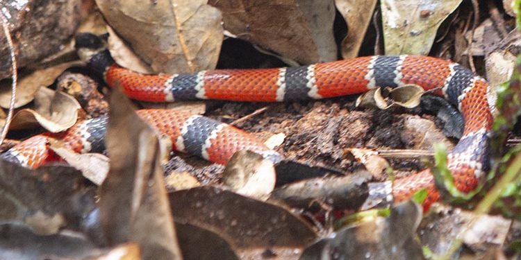 cobra coral verdadeira