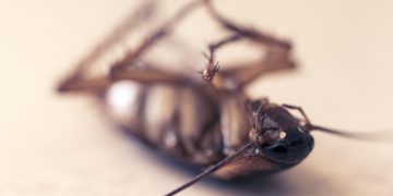 Imagem de Shaun por Pixabay