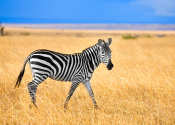 zebra