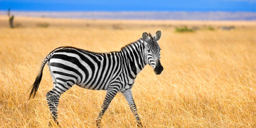 zebra