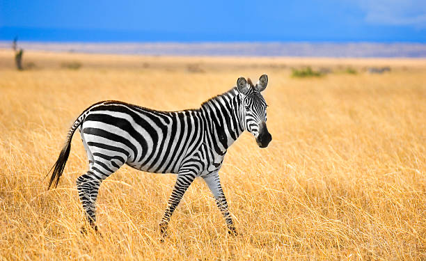 zebra