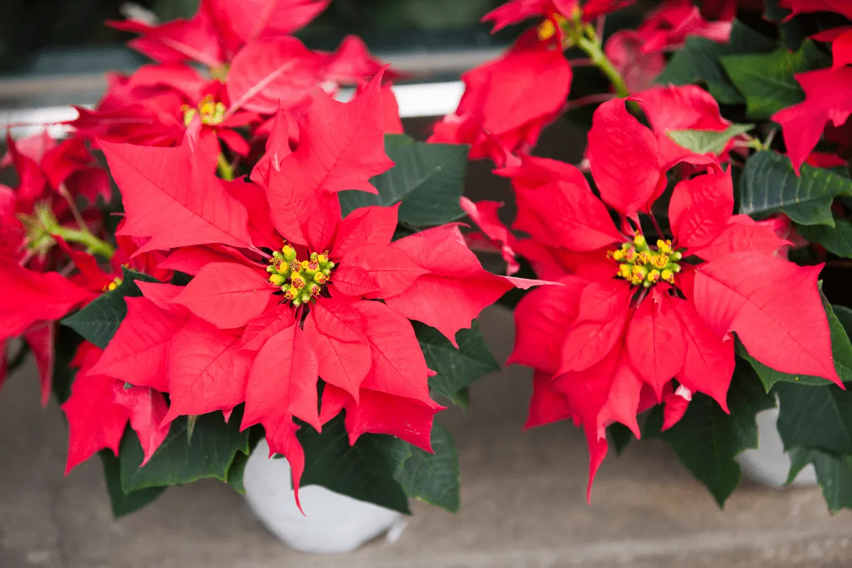 planta bico-de-papagaio