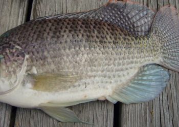 tilápia