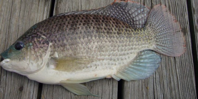 tilápia