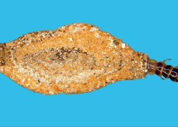 Traça-de-roupa em casulo (Imagem: Instituto Biológico, Foto: F.J. Zorzenon e J. Justi Junior)