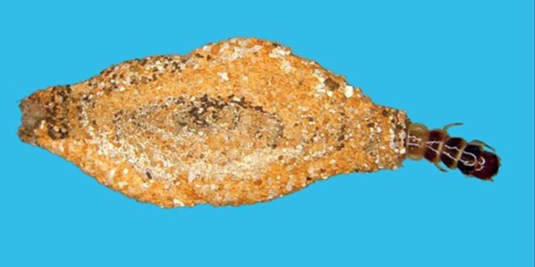 Traça-de-roupa em casulo (Imagem: Instituto Biológico, Foto: F.J. Zorzenon e J. Justi Junior)