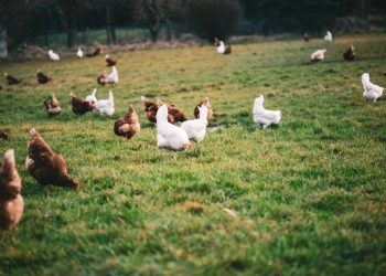 Foto ilustrativa: wirestock/Freepik