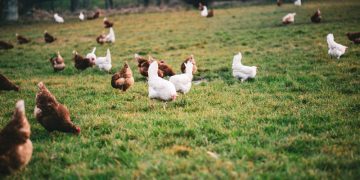 Foto ilustrativa: wirestock/Freepik