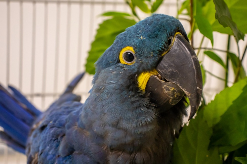 arara-azul-de-lear