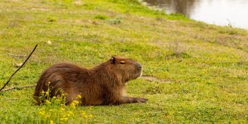 Imagem de Gabriela Motta por Pixabay