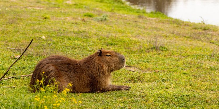 Imagem de Gabriela Motta por Pixabay