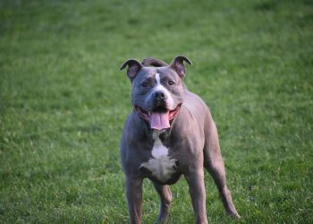 Imagem de Urs Tudor-Alexandru por Pixabay