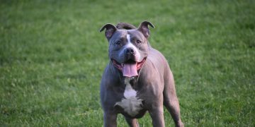 Imagem de Urs Tudor-Alexandru por Pixabay