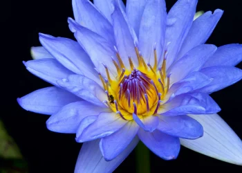 flor de lótus azul