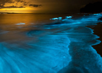 bioluminescência onda