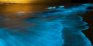 bioluminescência onda