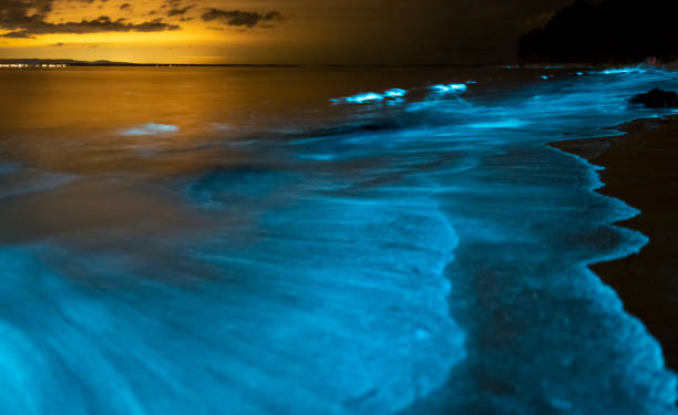 bioluminescência onda
