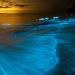 bioluminescência onda