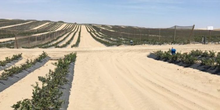 peru deserto mirtilos