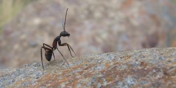 Imagem de vlada11 por Pixabay