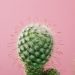 cacto